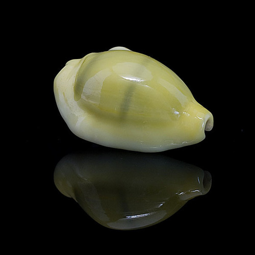 Money Cowry