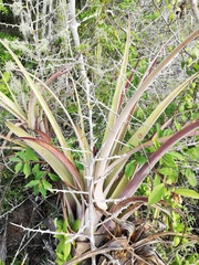 Tillandsia huamelulaensis