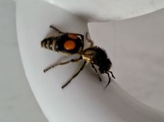 Hoplomutilla spinosa