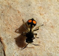 Hoplomutilla spinosa