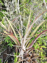 Tillandsia huamelulaensis