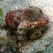 Pale Anemone Hermit Crab - Photo (c) Philippe Boujon, some rights reserved (CC BY-SA)
