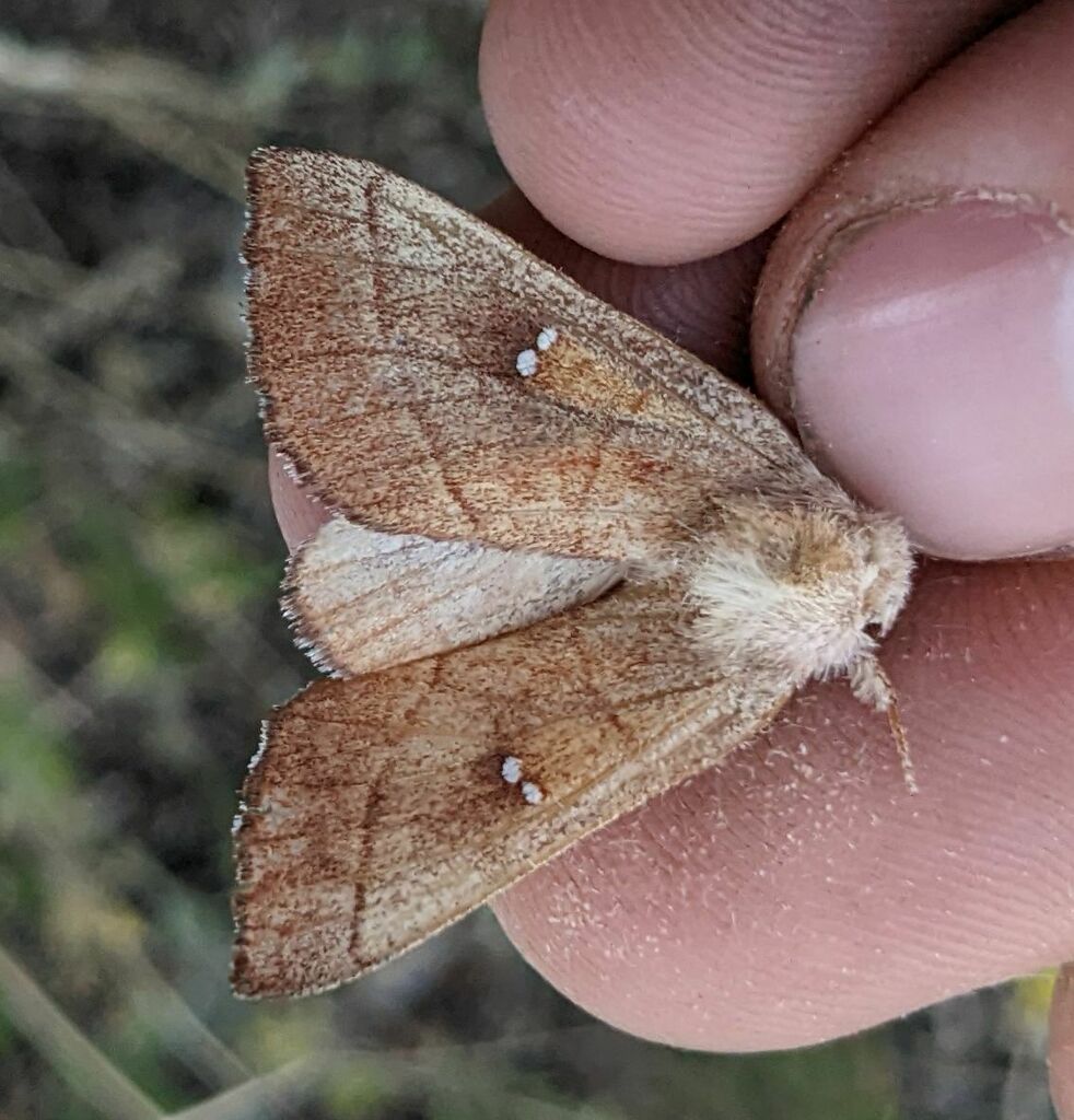 Oregon Prominent