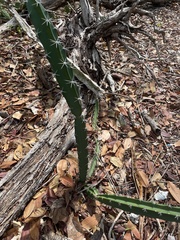 Acanthocereus tetragonus image