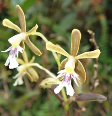 Epidendrum exasperatum