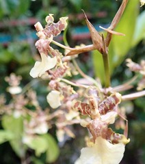 Oncidium bracteatum