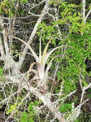 Tillandsia huamelulaensis