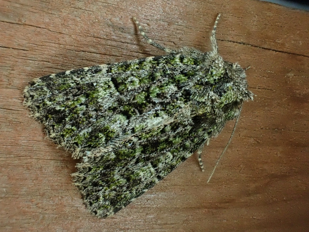 Viridiseptis marina