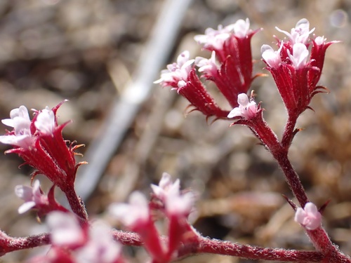 Image of Peninsular Spineflower (Chorizanthe leptotheca) by (c) Madeleine Claire, some rights reserved (CC BY)