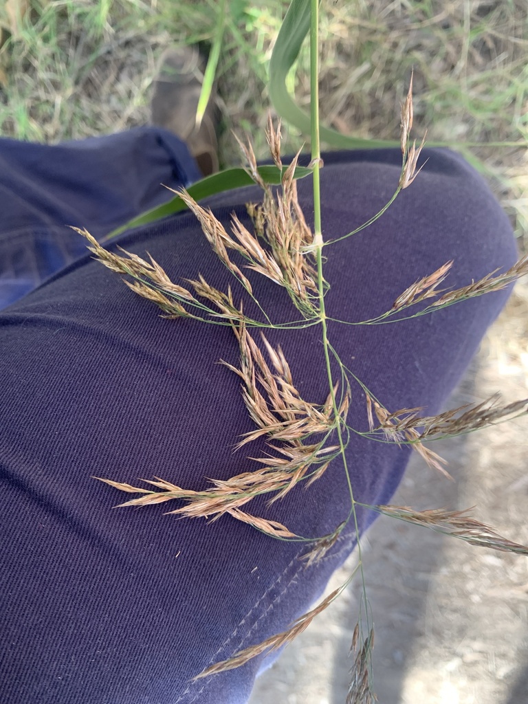 Molasses Grass from Orana St, Victoria Point, QLD, AU on May 30, 2023
