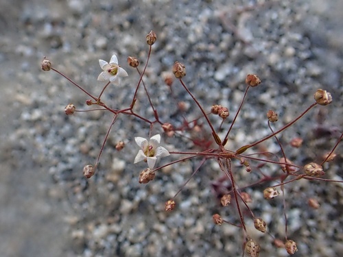 Image of Nemacladus pinnatifidus by (c) Madeleine Claire, some rights reserved (CC BY)