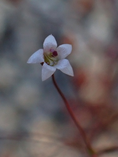 Image of Nemacladus pinnatifidus by (c) Madeleine Claire, some rights reserved (CC BY)