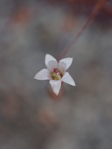 Image of Nemacladus pinnatifidus by (c) Madeleine Claire, some rights reserved (CC BY)