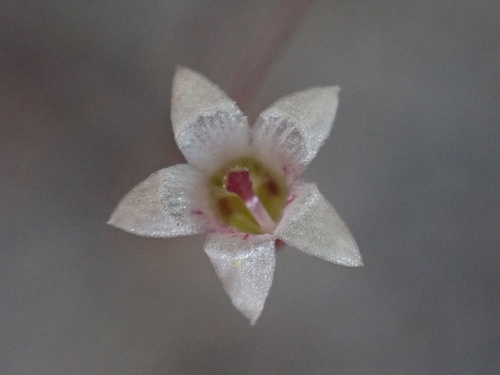 Image of Nemacladus pinnatifidus by (c) Madeleine Claire, some rights reserved (CC BY)