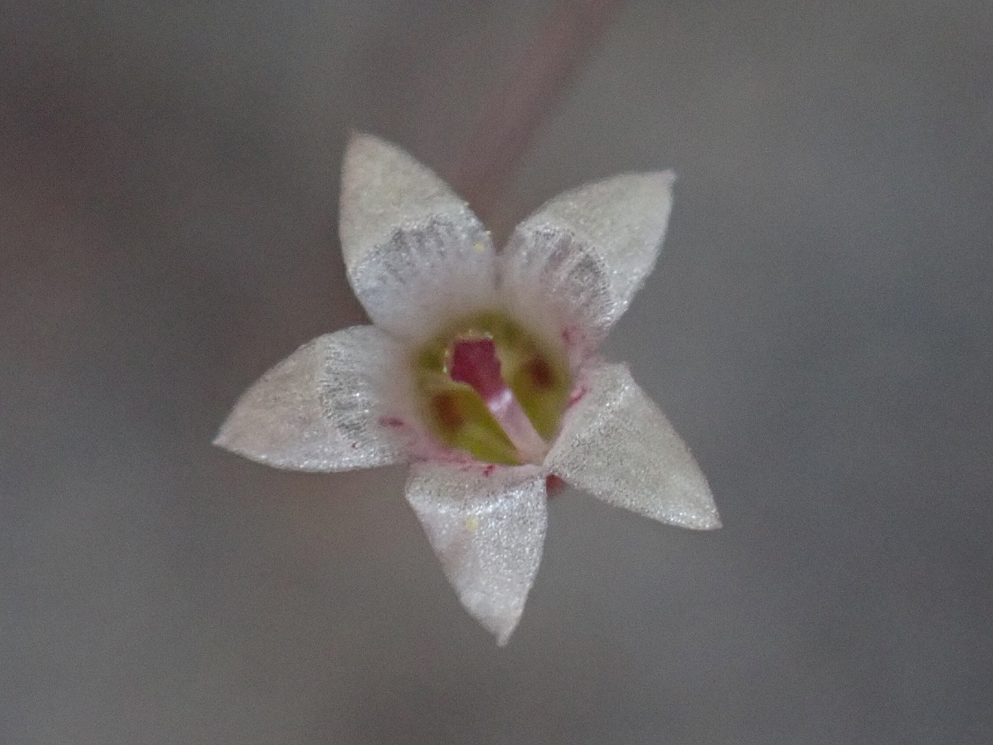 Nemacladus pinnatifidus