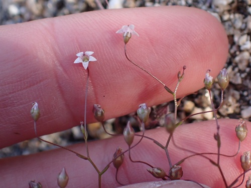 Image of Nemacladus pinnatifidus by (c) Madeleine Claire, some rights reserved (CC BY)