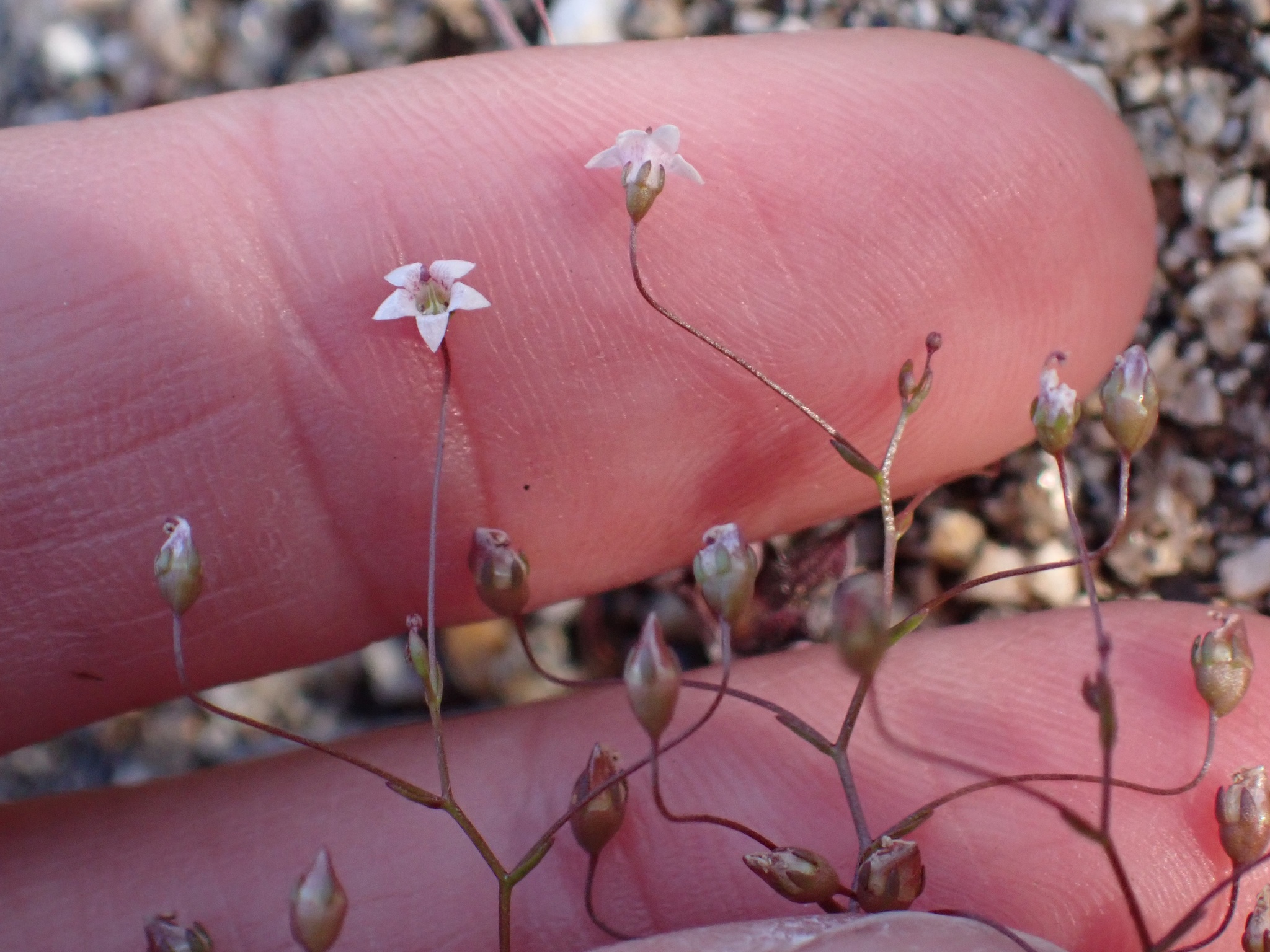 Nemacladus pinnatifidus