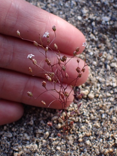 Image of Nemacladus pinnatifidus by (c) Madeleine Claire, some rights reserved (CC BY)
