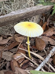 Leucocoprinus fragilissimus image