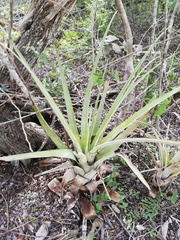 Tillandsia huamelulaensis