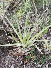 Tillandsia huamelulaensis