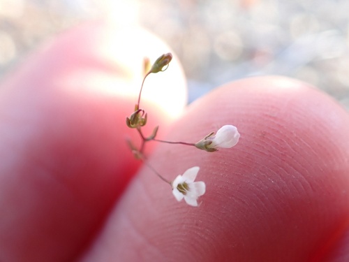 Nuttall's threadplant (Nemacladus ramosissimus)