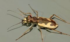 Neocicindela latecincta