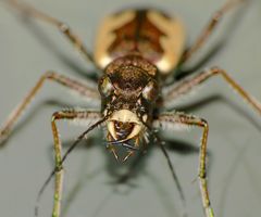 Neocicindela latecincta