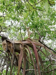 Tillandsia huamelulaensis