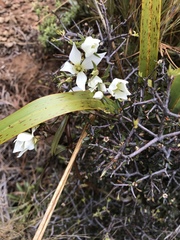 Gentianella stellata