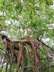 Tillandsia huamelulaensis