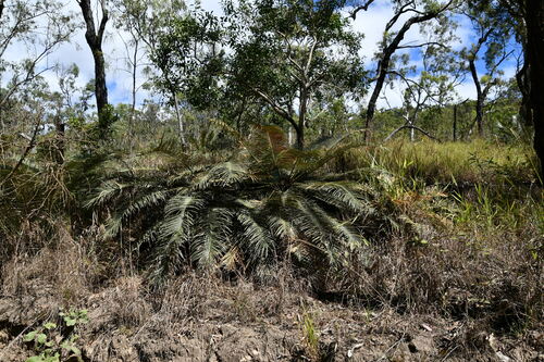 Zamia palm (Cycas media)