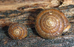 Vespericola armigera