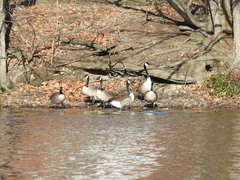 Branta canadensis