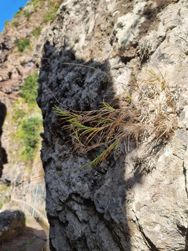 Image of Dactylis smithii by (c) Vítor Jorge, some rights reserved (CC BY)