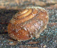 Vespericola armigera