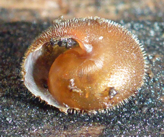 Vespericola armigera