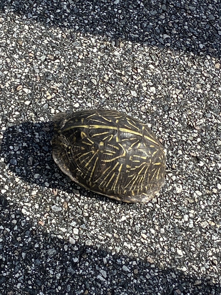 Florida Box Turtle Shell Florida Box Turtle from Canaveral National Seashore, Titusville, FL, US ...