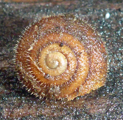 Vespericola armigera