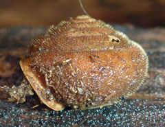 Vespericola armigera