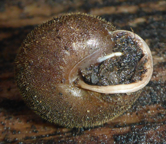 Vespericola armigera