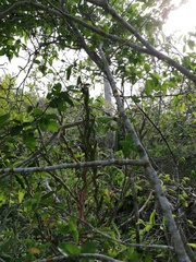 Tillandsia huamelulaensis