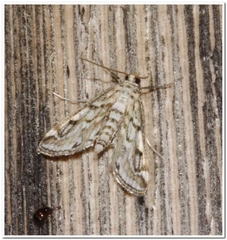 Parapoynx allionealis