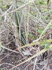 Tillandsia huamelulaensis