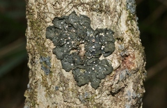 Collema leucocarpum