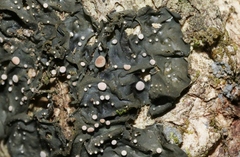 Collema leucocarpum