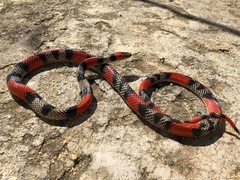Brazilian False Coral Snake photo 2