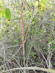 Tillandsia huamelulaensis