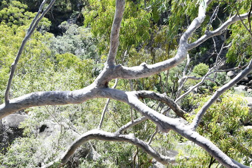 Image of Lemonscented Gum (Corymbia citriodora) by (c) Thomas Mesaglio, some rights reserved (CC BY)