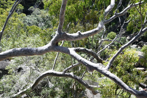 Image of Lemonscented Gum (Corymbia citriodora) by (c) Thomas Mesaglio, some rights reserved (CC BY)